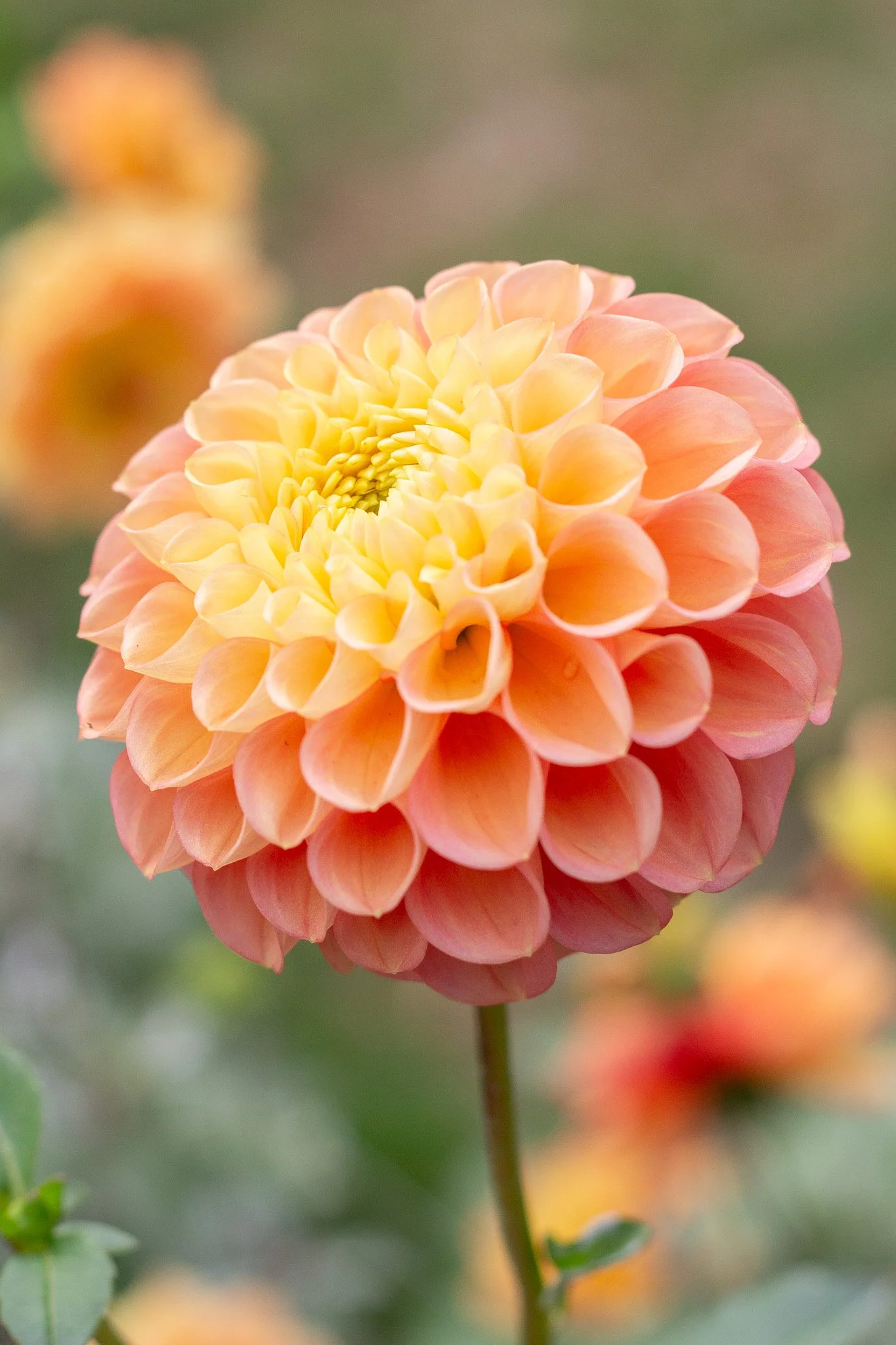 Dahlia : Oh Honey! — ciderpress lane